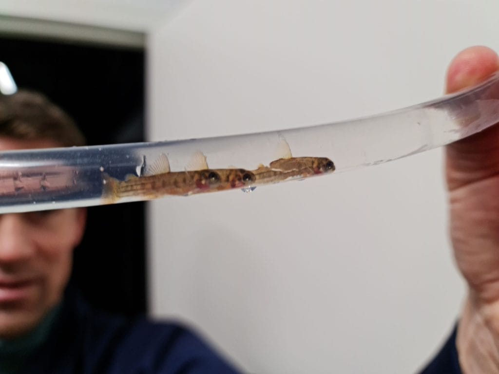 Børge Andreassen i Salten Smolt viser tre av de 5,5 millioner yngel som nå svømmer i det nye anlegget