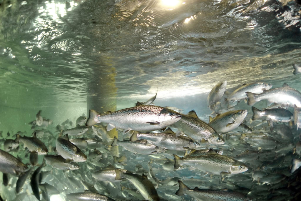 Huon Pure salmon