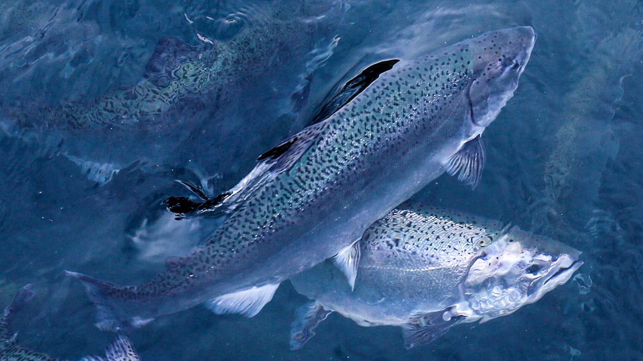 Fish in ras